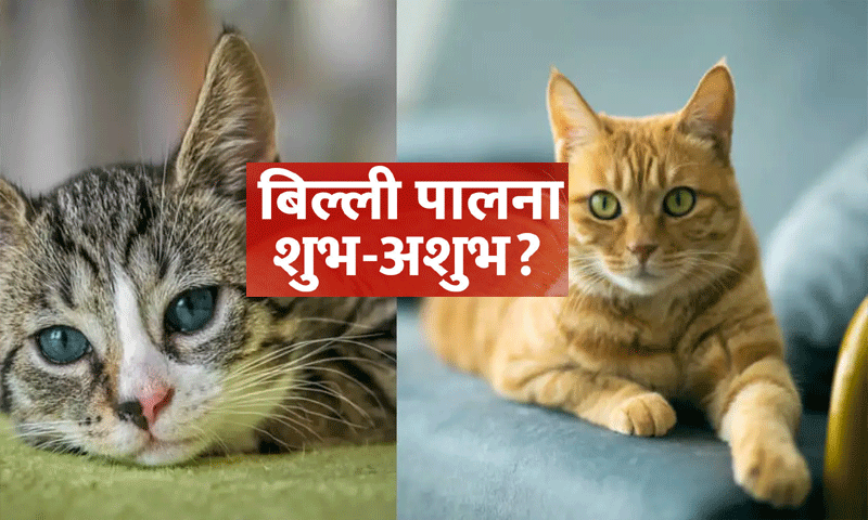 वास्तु शास्त्र के अनुसार घर में बिल्ली पालना शुभ या अशुभ होता है ?